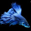 lydiasurfs