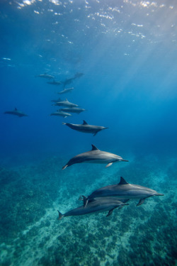 r2–d2:  Spinner Dolphins By James