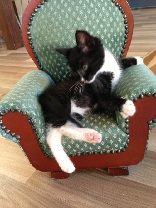 kyrianne:impala-drama:Today, I found a kitten sized chair and, luckily, I had a kitten to put in it.