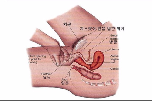 서울 경기 강원 멜돔입니다지루한 일상에서 자극이 필요한 팸섭분이나  SM에 관해서 궁금하신분 부담없이 연락주세요라인: payitoff