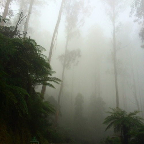 remewane: Black Spur, Victoria