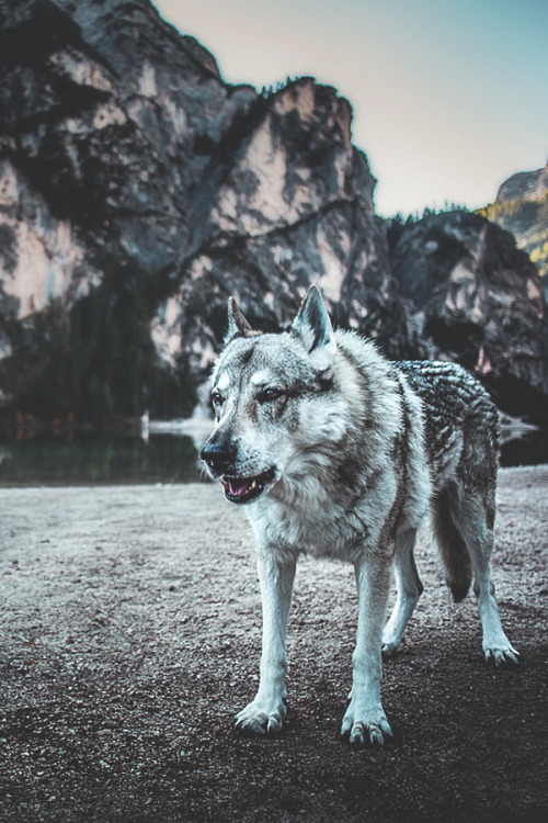 visualechoess: Wolf of Braies Lake | Photographer