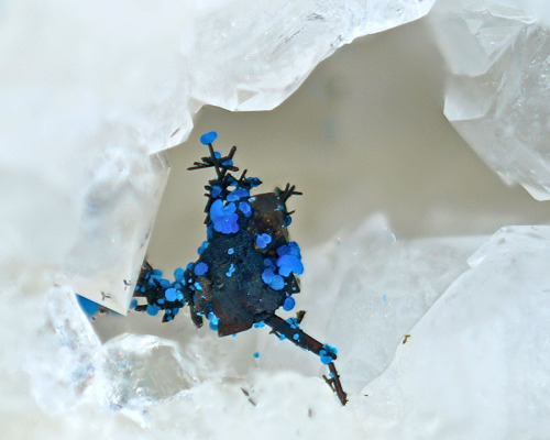 mineralists:Connellite on Chalcopyrite and Arsenopyrite Clara Mine, Germany