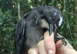 becausebirds:  falseredstart:  “What happened to your hands?”  (Starring grayish saltator, buff-throated treehunter, crimson-bellied woodyP, and great antshrike)  They seem cute and sweet in photos but then…you realize they are balls of hate covered
