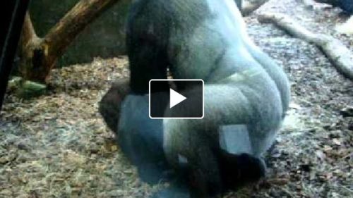 Viriatoo watched Gorilla Fucking In Front Of Horny Ass Woman In Chicago Lincoln Park Zoo Part 1 on L