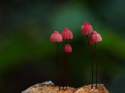 maxlikesit:  A Magical World Of Rare Mushrooms Revealed By Steve Axford