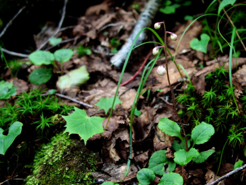 コバノイチヤクソウ（つぼみ）　足元にカニコウモリの若芽　日光白根山 Pyrola alpina Andres (buds)