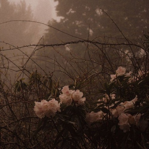 Love Terrifies Me, It Pierces It's Teeths Into A Lover's Heart, Chews It Slowly And Ends It Completely