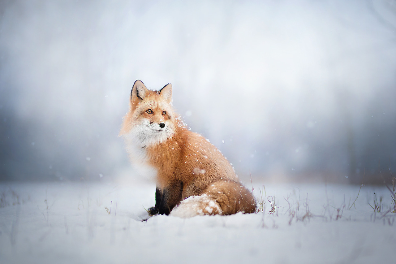 te5seract:   Red Fox Winter Portrait,   Freya The Fox &amp;  Feeling the Winter