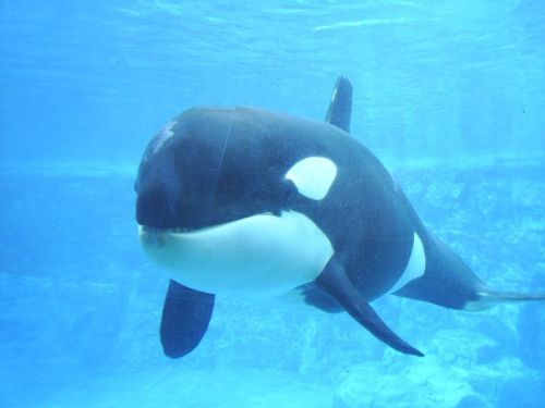 Gender: MalePod: N/APlace of Capture: Born at SeaWorld of FloridaDate of Capture: Born August 25, 20