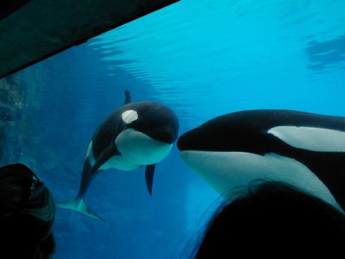 Gender: FemalePod: N/A (Mother was Kiska)Place of Capture: Captive bornDate of Capture: Born August 