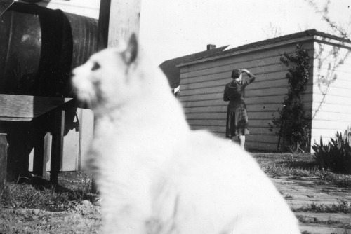 twoseparatecoursesmeet: White Cat, 1940s
