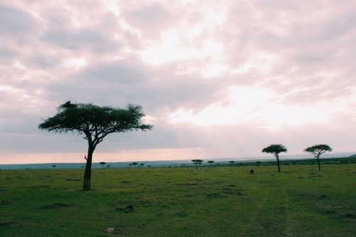 Sex travelingcolors:  Endless  Savanna | Kenya pictures