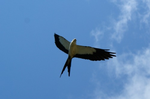 Swallow-tailed Kite (Elanoides forficatus), Gold Head Branch State Park, FL.