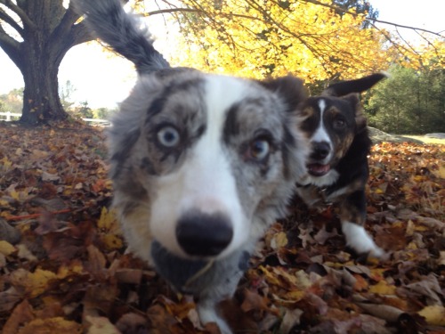 adorabledori:  Some of the outtakes from my futile attempts to get a great picture of both Dori and Ralph together. One of these days! 