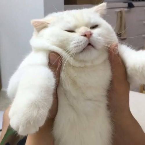 Chonky-ass Alpine!