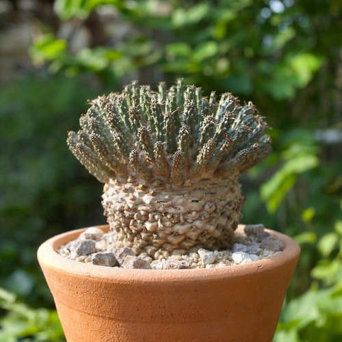 Euphorbia fusca  Marloth