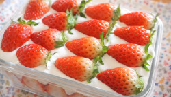 tokkeki:   Strawberry Tiramisu 딸기 티라미수