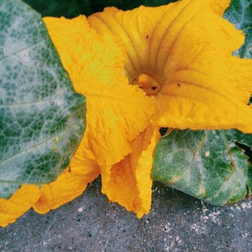 couldn&rsquo;t resist. Grabbed a photo of this pumpkin blossom #thismorning #yellow #mangotreatm