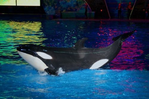 Gender: FemalePod: N/APlace of Capture: Born at SeaWorld FloridaDate of Capture: Born on March 12, 2