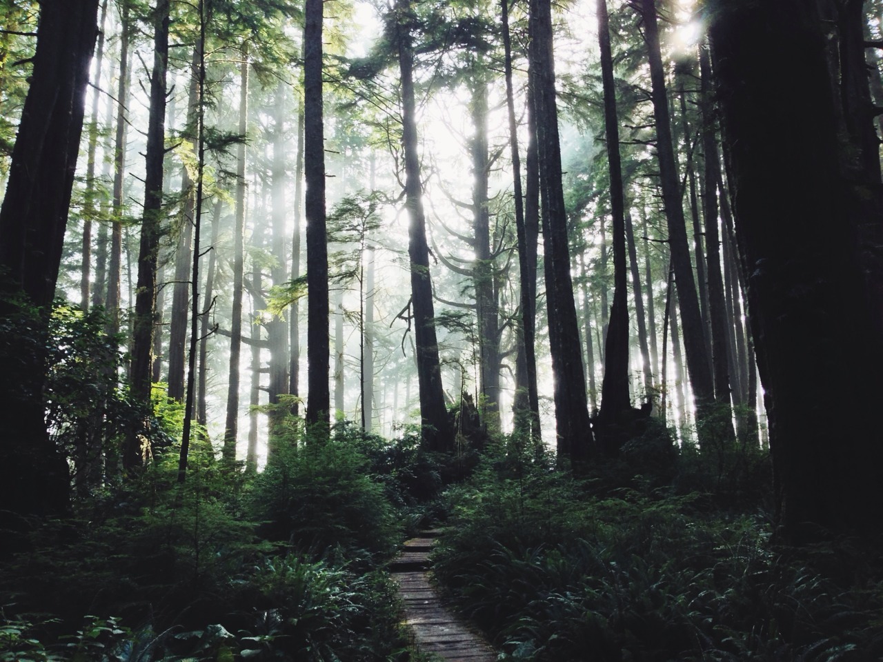 black-light-constellations:  Summer hikes to the ocean 