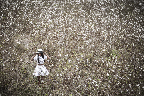 Cotton Fields Spread For Gigi