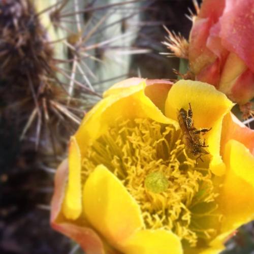 #beesofinstagram #pollen #cactus #pricklypear #cactusflower #stopthrowingrocks