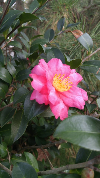 Camellia japonica is in the family Theaceae. Commonly known as Japanese camellia, it is native to ea