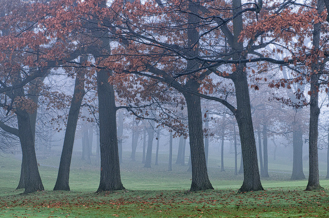 90377:  Early Morning Fog ll by ~EvidencE~ on Flickr. 