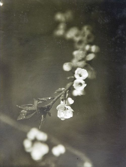 loralain: Josef Sudek Blossom. 1968 