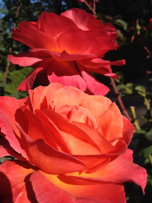 portland rose garden