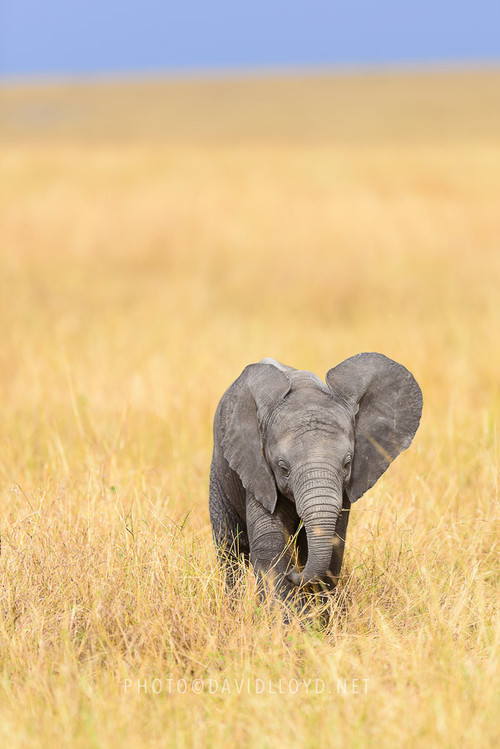 earth-song:  Ellie  by David Lloyd