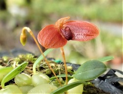 orchid-a-day:  Bulbophyllum ovalifolium  Syn.: Way too many to list!  October 21, 2019 