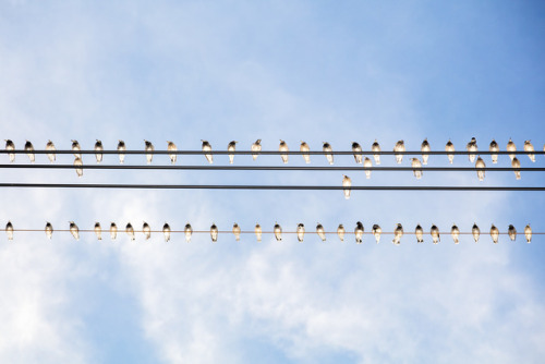 arpeggia:Yoshinori Mizutani - The birds See more Yoshinori Mizutani posts here.