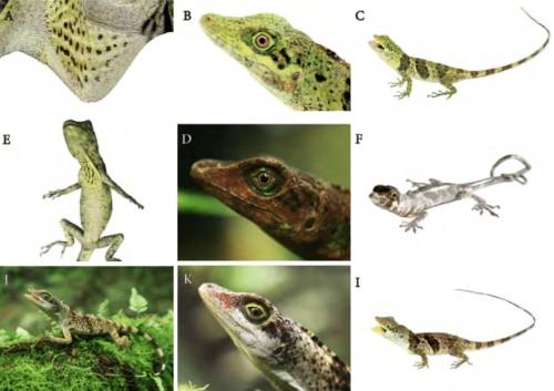 typhlonectes: A new giant anole (Squamata: Iguanidae: Dactyloinae) from southwestern Ecuador FERNAND