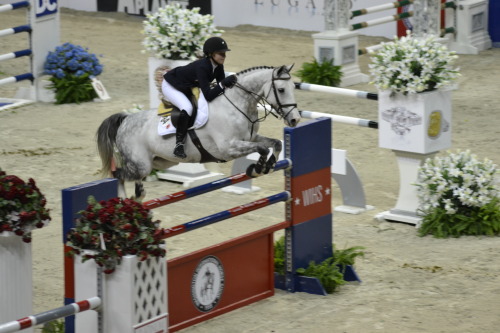 the most beautiful horse i&rsquo;ve ever seen *_* WIHS 2014 &copy; Ranglo