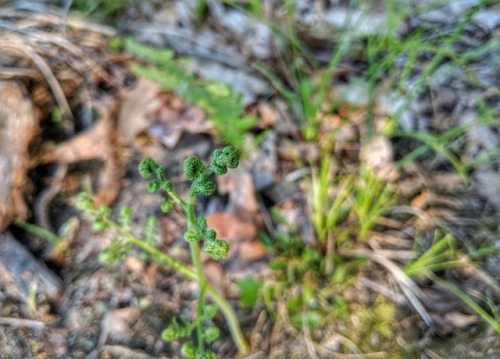 New growth