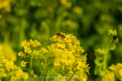 I tried photographing the little bees feasting on the rape flowers.