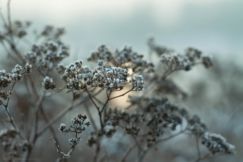 mykindafairytalee: …catch the frost VIII… by *JoannaRzeznikowska