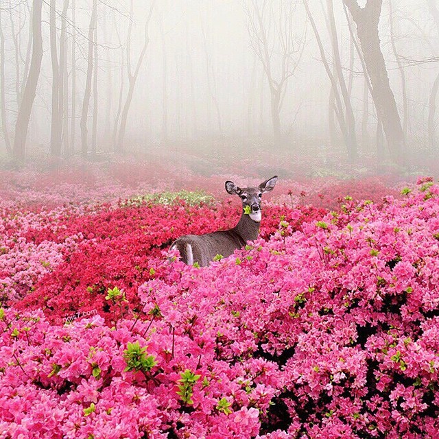 mymodernmet:  Photo Expert Creates Dreamy Fairytale Images of Animals in Unexpected
