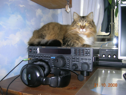 totheark: ham radio cats