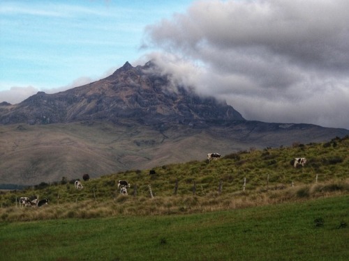 Ganado pastando, páramo, pendiente del volcán Cotopaxi, Ecuador, 2017.