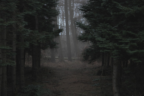 atmosfare:Deep Woods III \\ by Atmosfære on Tumblr