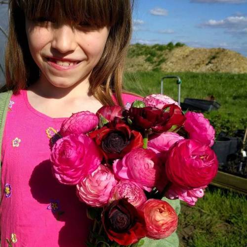 Scrumptious sunkissed rananculii from Fiona @electricdaisyflowerfarm. Heading to @vinnieseatery in Cheltenham.
#flowersfromthefarm #ranunculus #grownnotflown #pink (at Bradford on Avon)