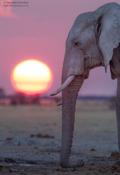 magicalnaturetour:  Seismic communication by Hendri Venter / 500px 