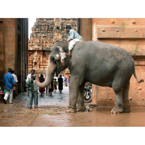 Elephant blessing a boy at the gate of the Chola Brihadishwara Temple in Thanjavur, Tamil Nadu. Phot