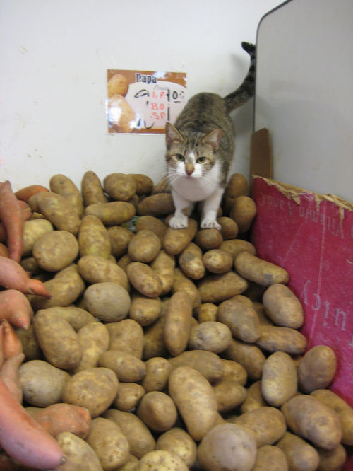 Bodega Cat! (by riceandwheat)