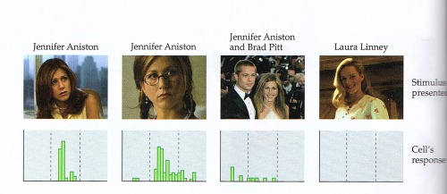 appendices4: Response of a cell in the temporal lobe to images of Jennifer Aniston