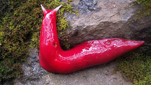 mothernaturenetwork:     Giant, hot-pink slugs found in Australia      The bizarre