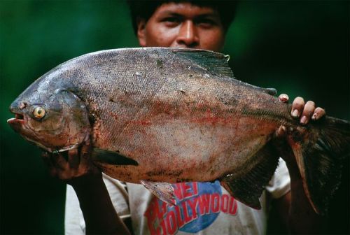 Pacu (genera Metynnis, Mylossoma and Myleus) These fish are sometimes mistaken for piranhas, and indeed they are related. However their blunt teeth look more like a human’s, and they will eat almost anything (including other, smaller fish). Captive